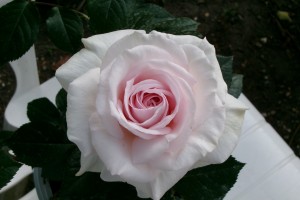 A WHITER SHADE OF PALE (hybrid tea)